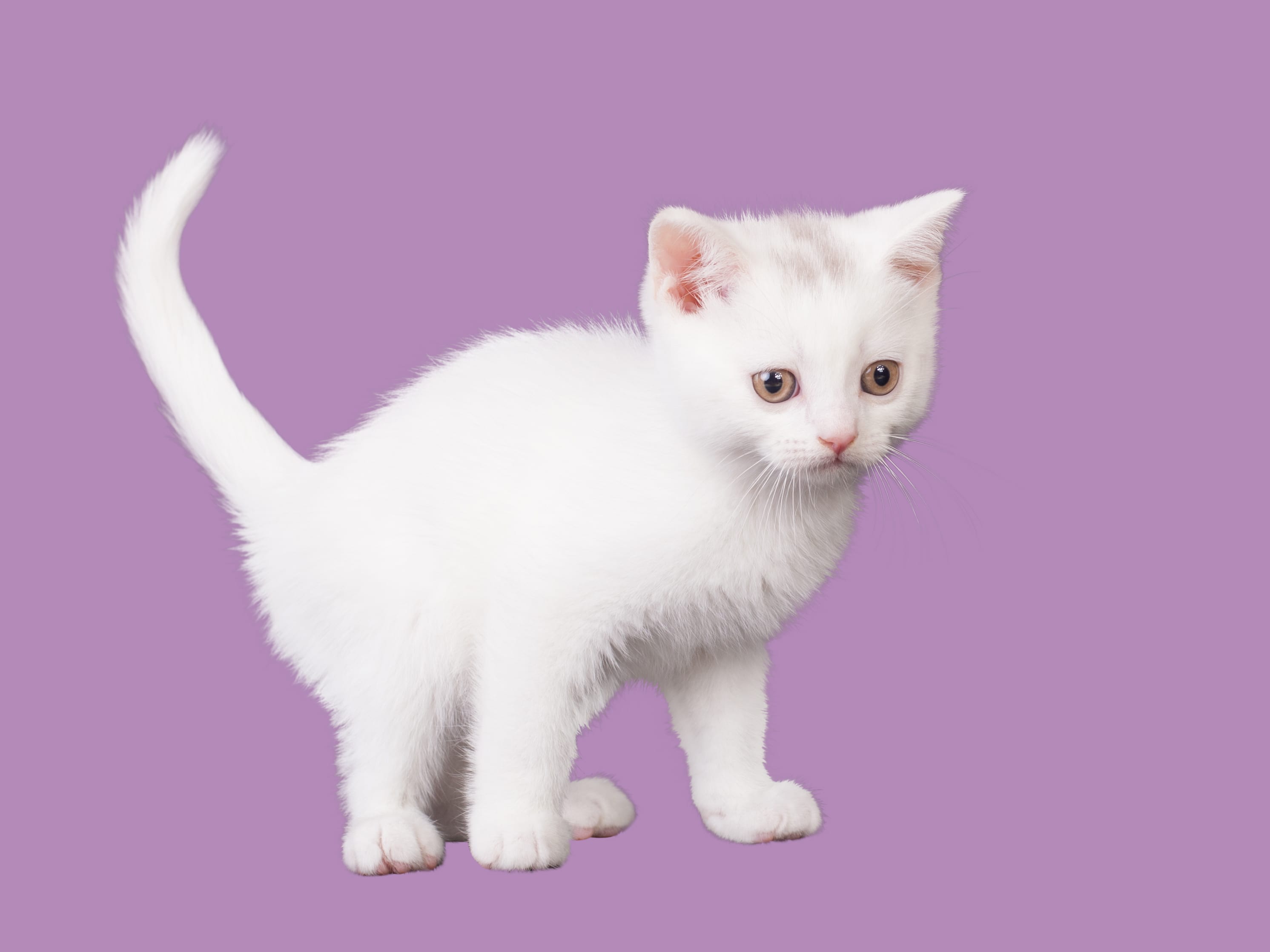 CLIPPING PATH