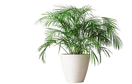CLIPPING PATH
