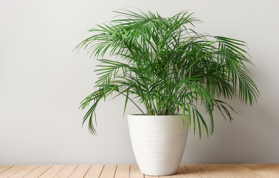 CLIPPING PATH
